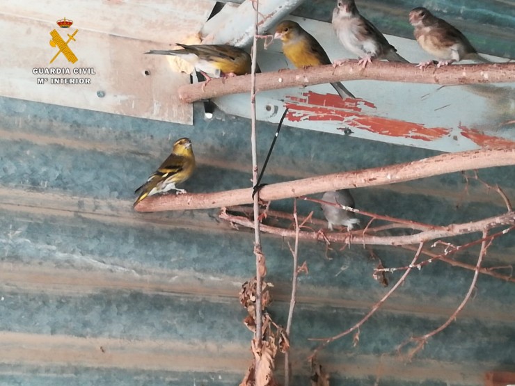 Imagen de las aves localizadas. / Guardia Civil