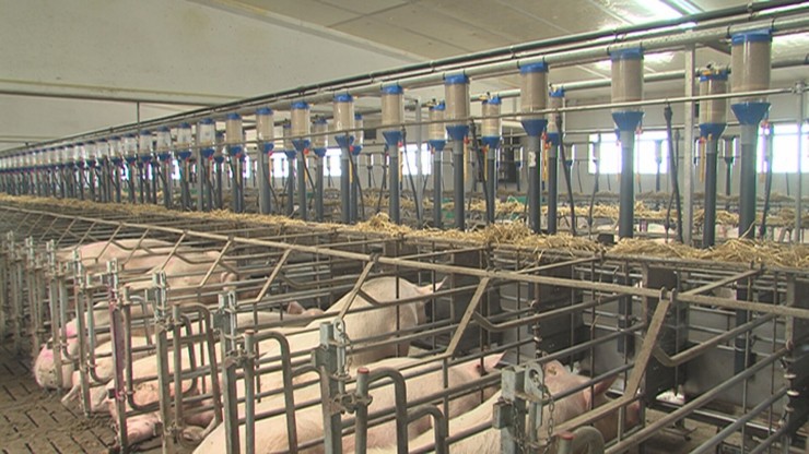Imagen del interior de una granja de porcino situada en Aragón./ Aragón TV.