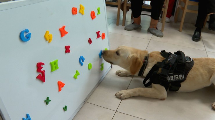 Los perros pueden ayudar a desempeñar múltiples tareas. / Aragón TV