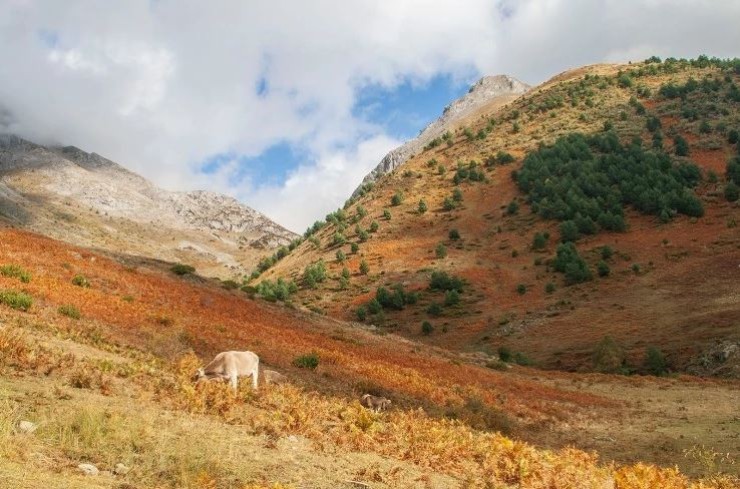 Un ganado pasta en otoño en la Selva de Oza (Huesca). / selvadeoza.es