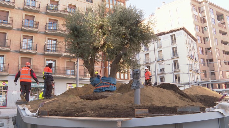 Dos ejemplares de olivo regresan a la plaza de Salamero de Zaragoza.