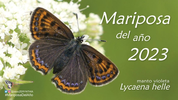 La mariposa manto violeta (Lycaena helle) ha obtenido más del 42% de los votos. /  Asociación ZERYNTHIA.