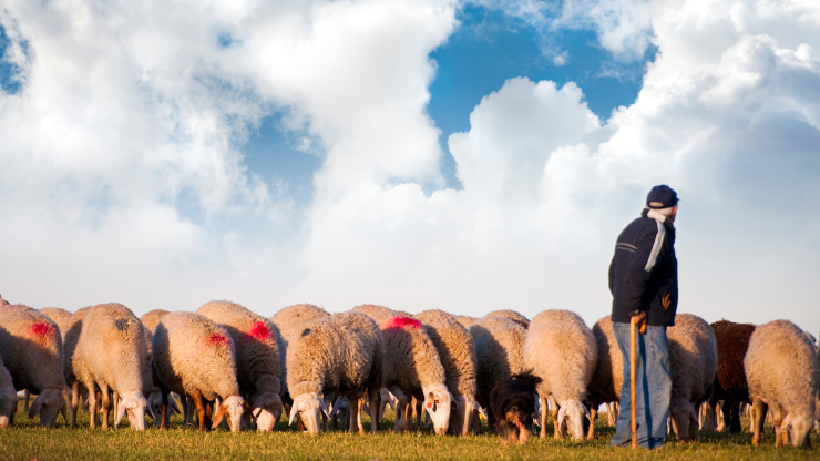 Aragón cuenta con 2.500 explotaciones de ganado ovino y caprino en la actualidad. / Canva