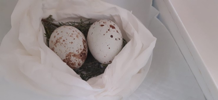 Imagen de los huevos rescatados. | Gobierno de Aragón