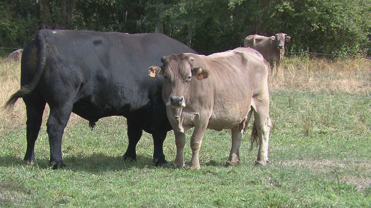 Ejemplar de vaca en una parcela de ganadería extensiva.