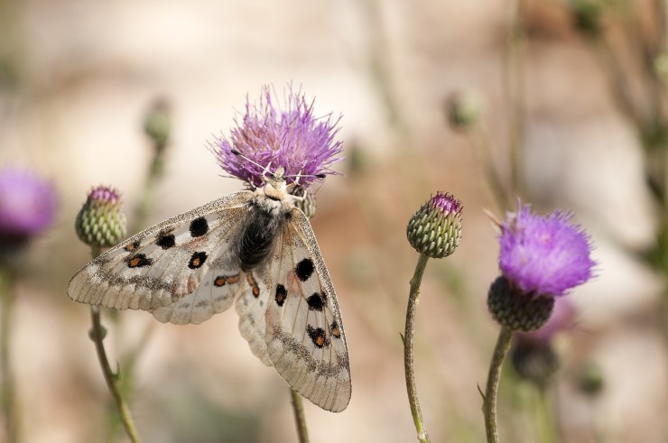Una mariposa en peligro de extinción hallada en la provincia de Teruel./ Europa Press