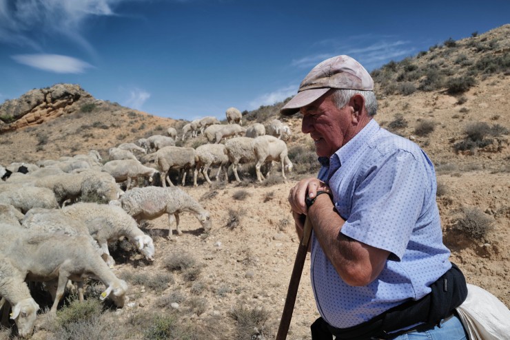 El pastor José Manuel García con sus ovejas en el campo de Belchite. / Europa Press. Fabián Simón
