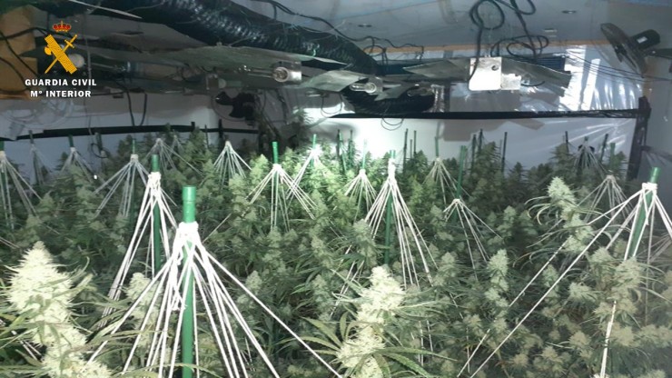 La Guardia Civil encontró 360 plantas de marihuana en una finca de Garrapinillos. / Guardia Civil