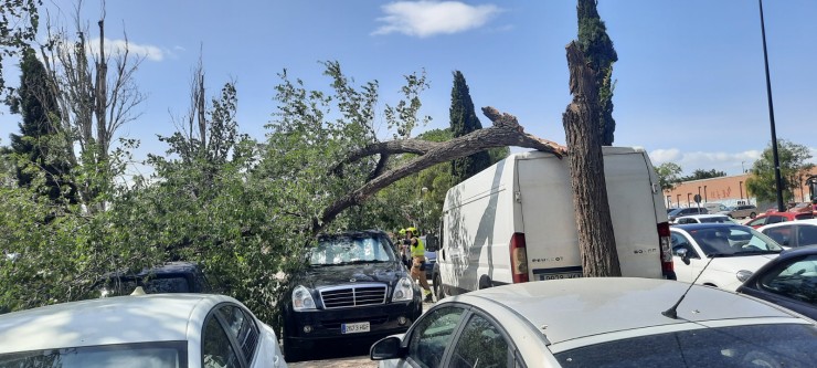 El viento ha partido un árbol en la calle Violeta Parra de Zaragoza. / José Luís Lostal