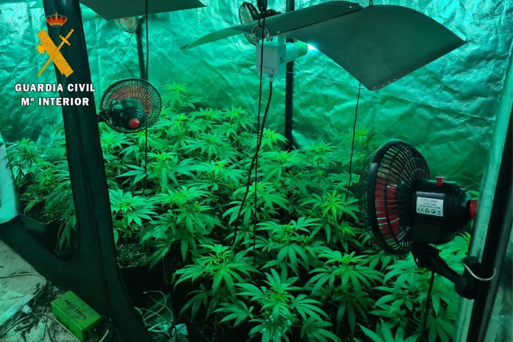 En el domicilio registrado, la Guardia Civil encontró 146 plantas de marihuana que se cultivaban en el interior de armarios de grandes dimensiones. / Guardia Civil
