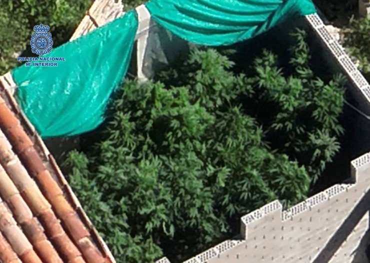 La plantación estaba cubierta con una red para evitar que fuera detectada desde el aire. | Policía Nacional