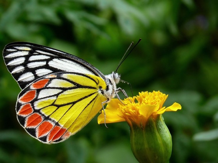 Muchas especies de mariposas están en peligro debido al cambio climático. / Pixabay