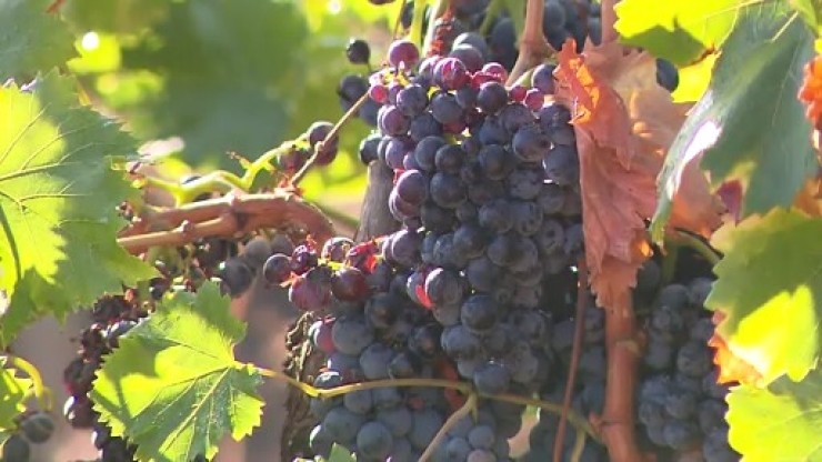 Las uvas tintas representan el 60% del total de la cosecha en la D.O. Somontano.