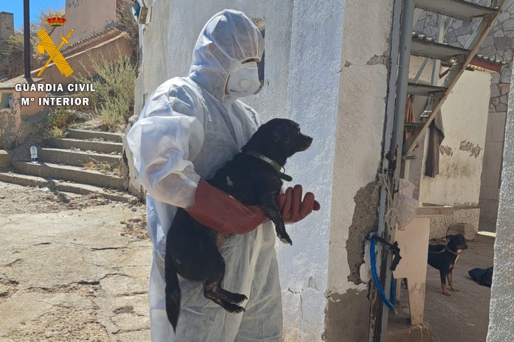En agosto, el Seprona recuperó 16 animales en condiciones sanitarias "lamentables" en una vivienda en Borja. / Guardia Civil