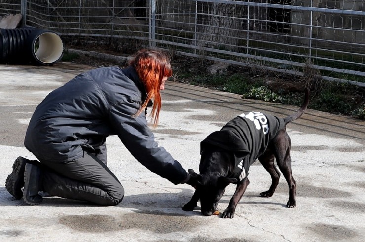 La DPZ anima a adoptar alguno de los perros atendidos en el centro de protección animal de Movera. / DPZ