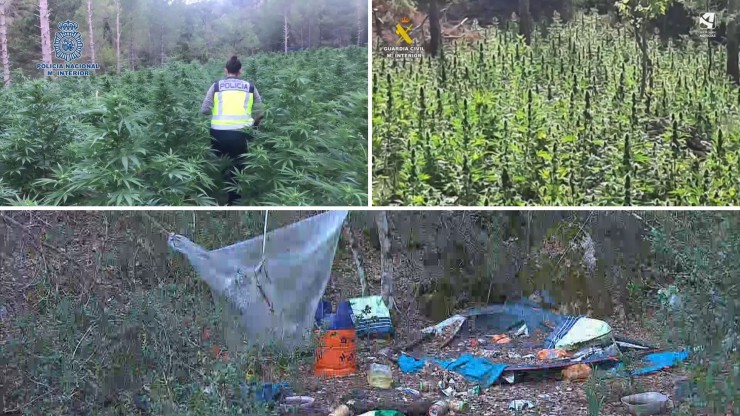 Varias plantaciones de marihuana desmanteladas recientemente en Aragón.