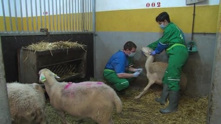 Veterinarios de la facultad realizando un tratamiento a una oveja.