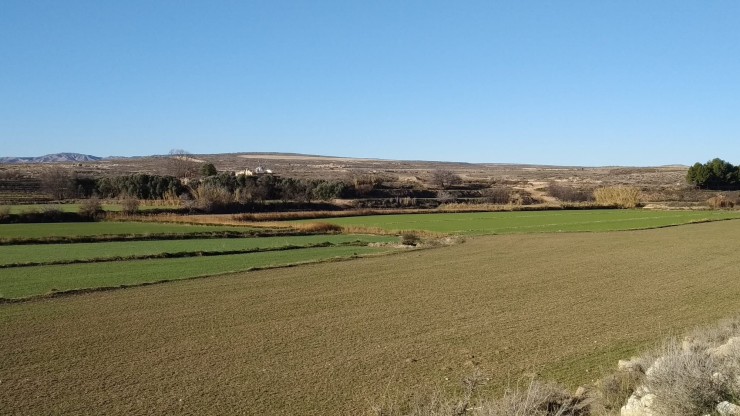 Uno de los campos de cereal sembrados cerca de Zaragoza.
