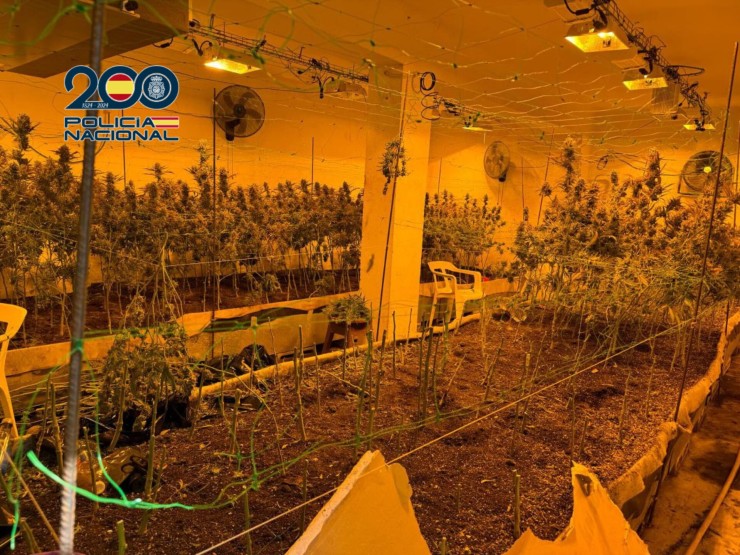 La última operación acabó con siete arrestados por una plantación 'indoor' de marihuana en Miralbueno. / Policía