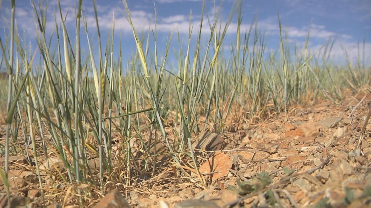Imagen de archivo de un campo afectado por la sequía.