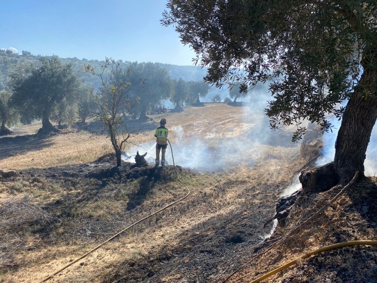 El fuego afectó a algunas oliveras. | Bomberos DPT