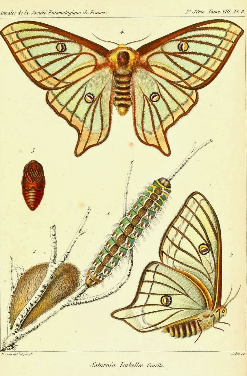 Imagen mariposa-isabelina.jpg