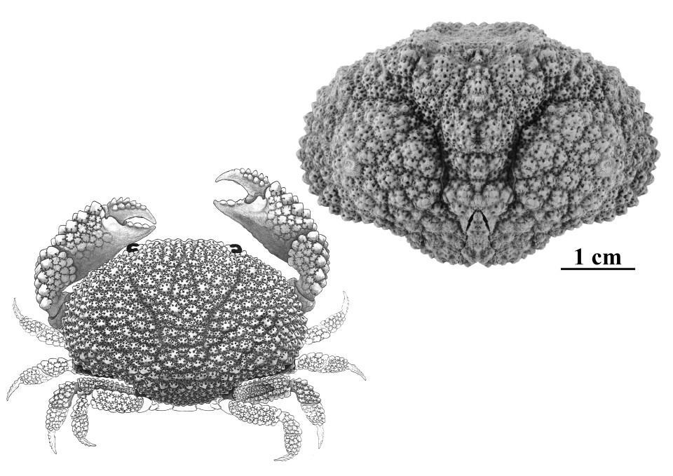 Imagen Fósil y reconstrucción de uno de los nuevos cangrejos, bautizado como Daira corallina