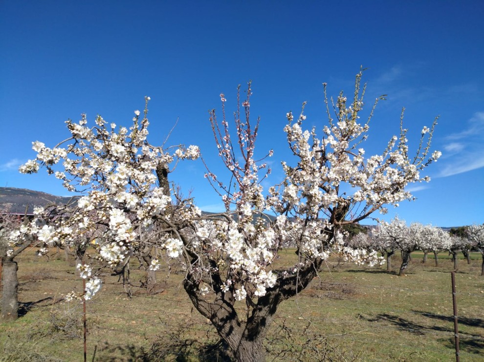 Almendros en flor, alergias y colores vivos: los indicadores de una  primavera adelantada | Noticias | Aragón Noticias (CARTV)