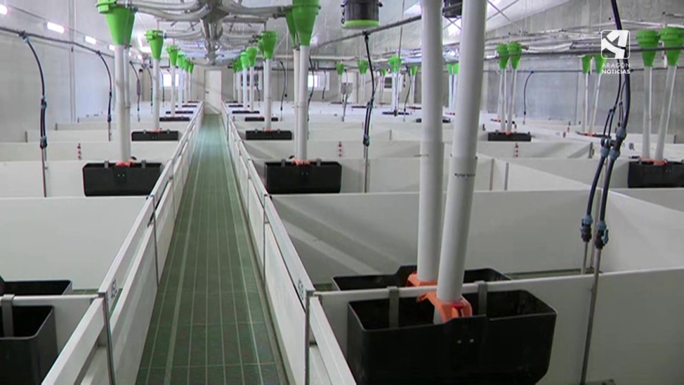 Empresa dinamarquesa Ab-Neo analisará ração para suínos em uma nova fazenda em Ballobar |  Huesca